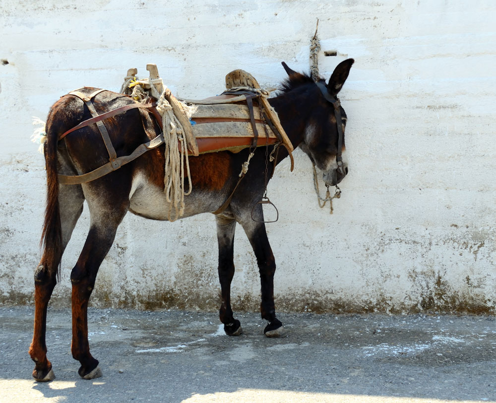 Esel und Maultiere sieht man auf Kreta noch viele bei der Arbeit, dieser hier parkte in Melambes.