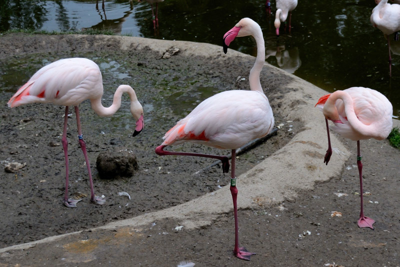 Tierpark Hellbrunn Salzburg, Flamingos