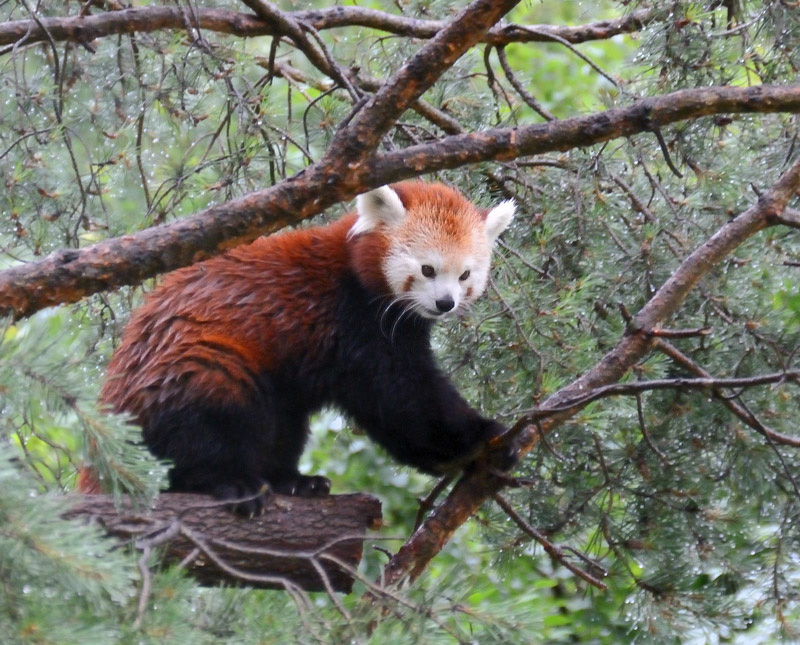 Tierpark Hellbrunn Salzburg, Roter Panda