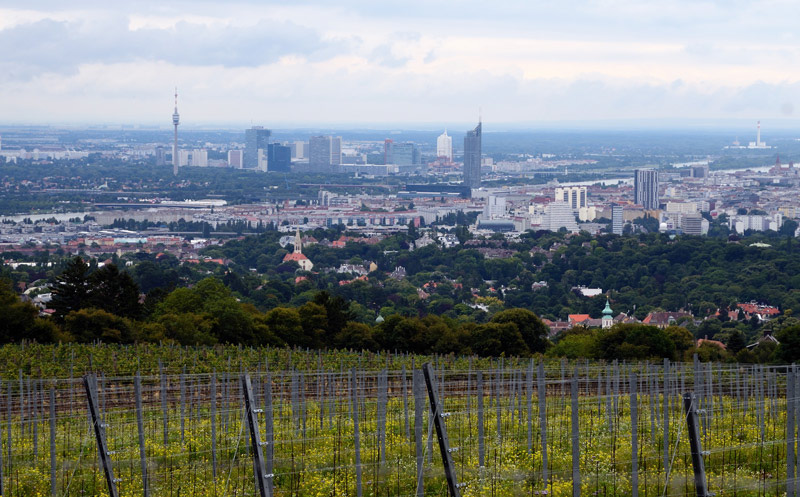 Blick auf Wien über die Weinberge am Kahlenberg