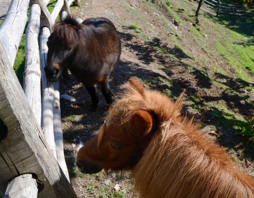 ...Es erwartet uns wieder strahlender Sonnenschein, da lacht das Herz!! Oberhalb von Völlan begegnen uns diese Isländer-Ponys...