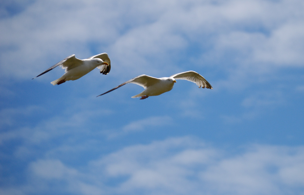 Landeanflug am Beachy Head