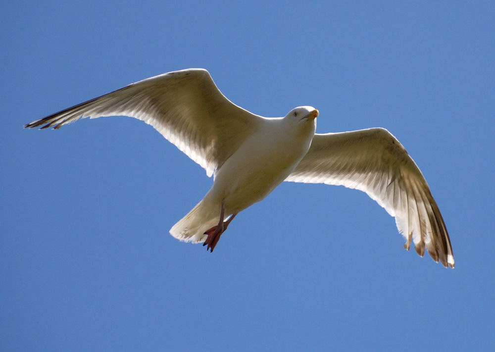 Segelflug entlang der Klippen...