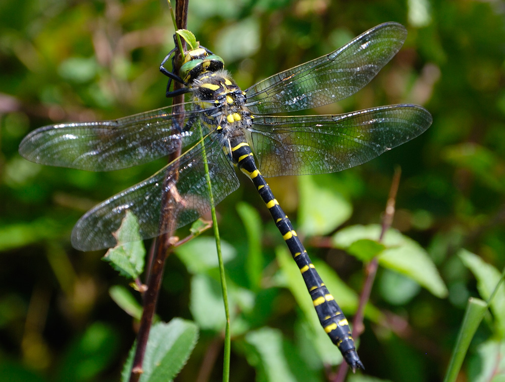 Diese wunderschöne Dragon-Fly machte gerade ein Mittags-Nickerchen und war daher leicht zum Ablichten.