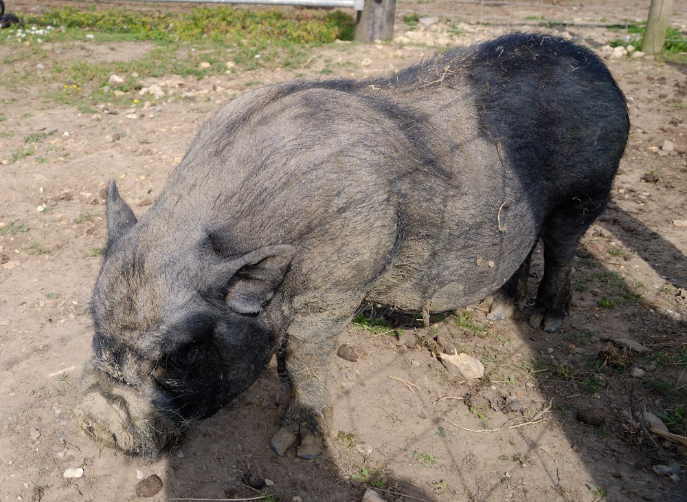 Haustier am Farm CP.