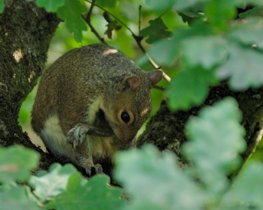 ...ein Squirrel im Geäst bei der Fellpflege...