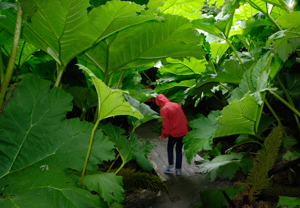 Trebah Garden, Trebah ist wie das unmittelbar benachbarte Glendurgan ein kornischer Schluchtgarten, d.h. er liegt zwischen steilen Hügeln in einem schmalen Einschnitt, der sich bis zum Ufer des Helford River zieht. Die Schlucht wird von einem kleinen Wasserlauf durchflossen, der kurz vor dem Strand einen Teich bildet. Entlang der Schluchtwände ziehen sich die Parkwege dahin, zwischen denen eine üppige Vegetation wuchert