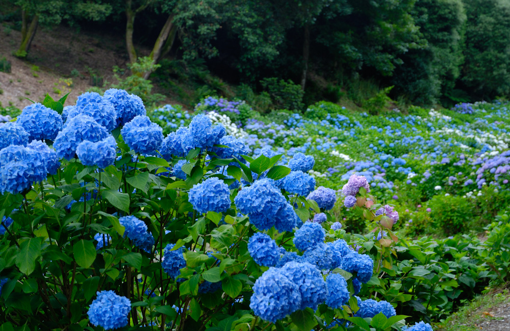 Trebah Garden, Dank des durch den Golfstrom milden Klimas ist es möglich, in Trebah neben heimischen Arten eine Anzahl subtropischer Gewächse ganzjährig im Freiland zu kultivieren. So finden sich in Trebah u.a. Bambus, Yuccas, Gunneras, Agaven und Baumfarn und - für das südliche Cornwall eher selbstverständlich - Rhododendron.