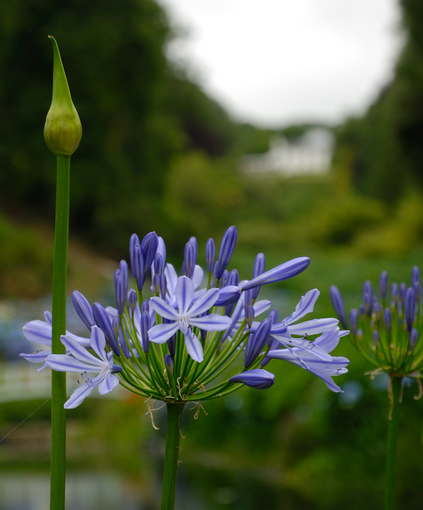 Trebah Garden