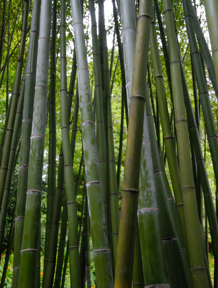 Bambus im Trebah Garden.