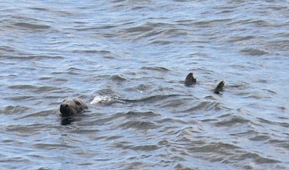 Es ist wenig los und so erspähen wir ein paar Buchten weiter mehrere Seals im seichten Wasser.