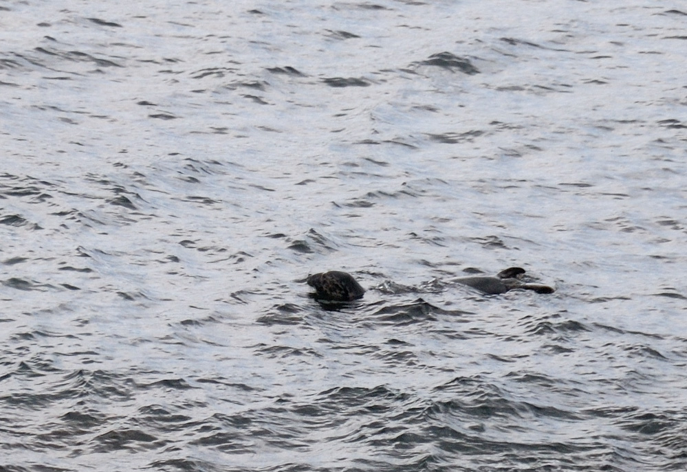 Was für ein Erlebnis! Es ist das erste Mal, dass wir Seehunde in freier Wildbahn sehen.
