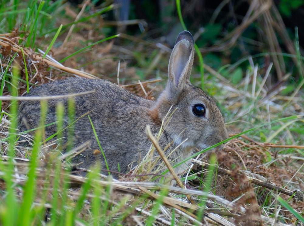 St. Michael’s Mount, Bunny im Schlossgarten.