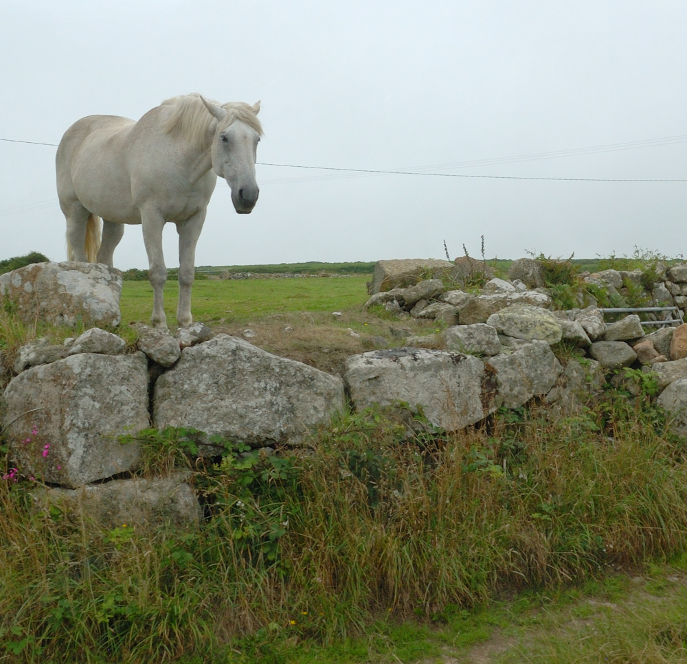 Diese sichtlich betagte Pferdedame empfang uns in Zennor.