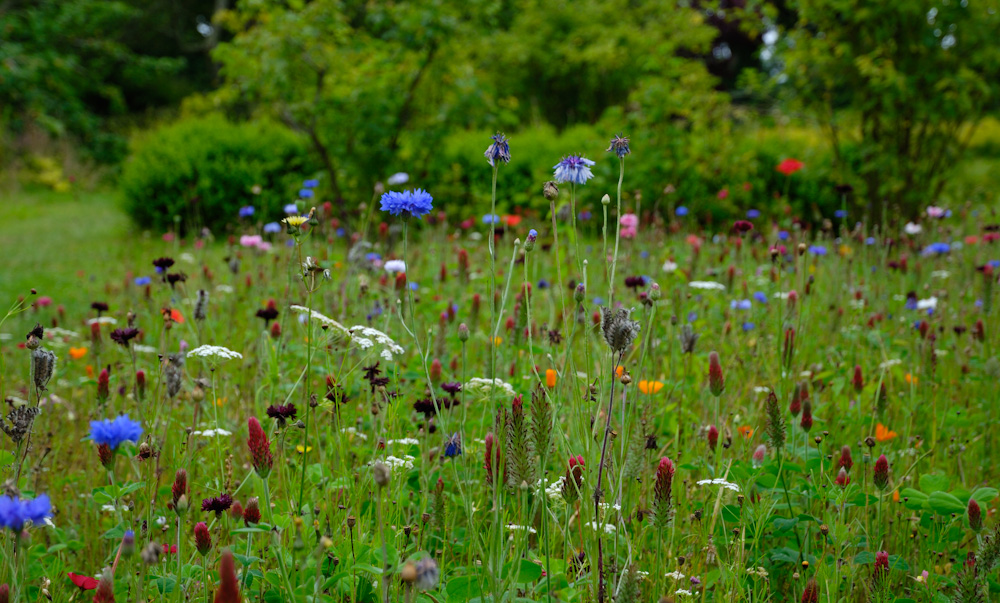 Im Garten von Godolphin House.