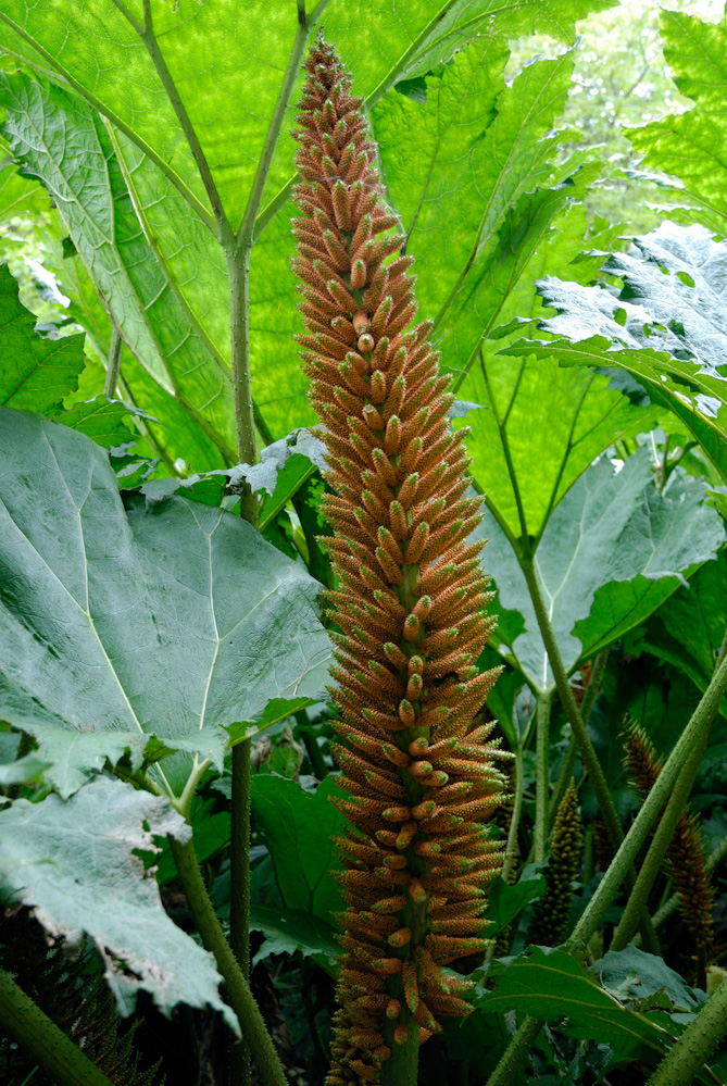 Blarney Castle & Gardens