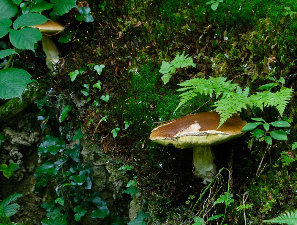 Blarney Castle & Gardens