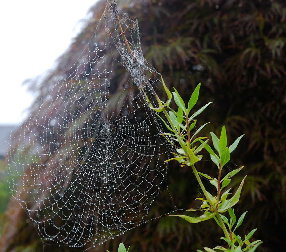 Bantry House, im ital. Garten