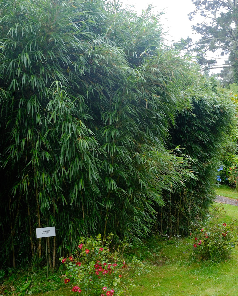 Bamboo Park, ein exotischer Garten nach dem Vorbild der „La Bambouseraie“ in Marseille, ein Spaziergang in eine tropisch anmutende Pflanzenwelt mit wunderschönen Ausblicken auf die Inselwelt von Glengarriff. Dort kann man rund ein Dutzend Eukalyptusarten vergleichen, Kamelien, Rhododendren, Fuchsien bestaunen und natürlich viele verschiedene
Palmen, Bambushaine und Baumfarne aus aller Welt. Dazu Schopflavendel und Myrtenbäume.