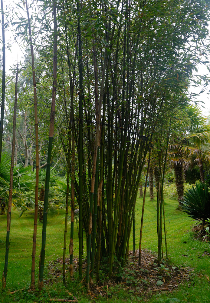 im Bamboo Park