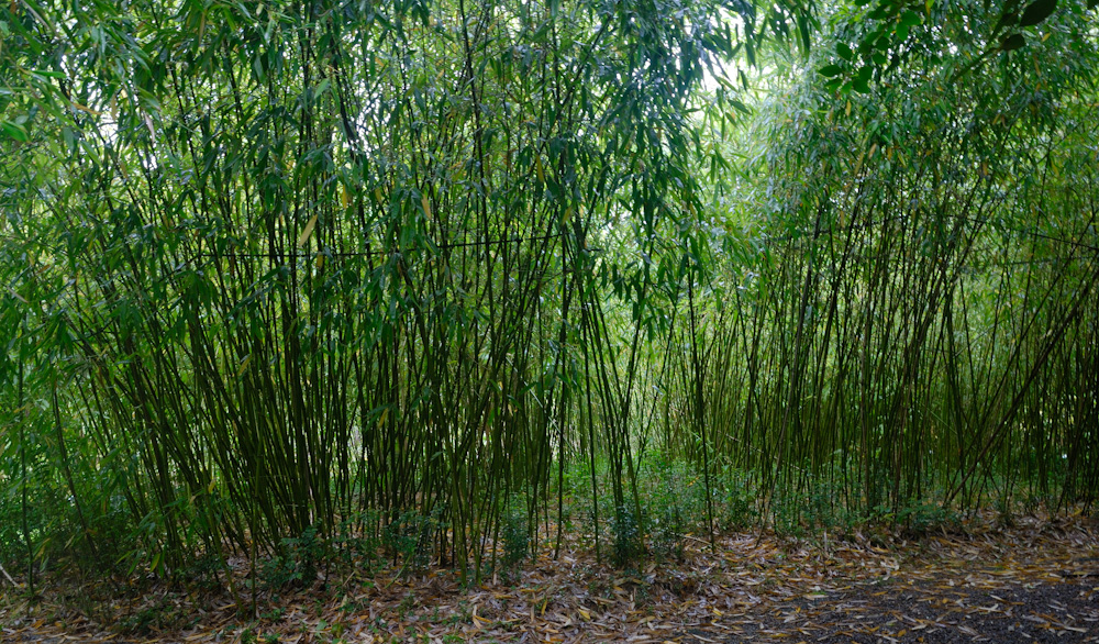 im Bamboo Park