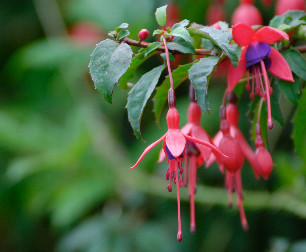 Fuchsienhecken umranden den gesamten Campingplatz.