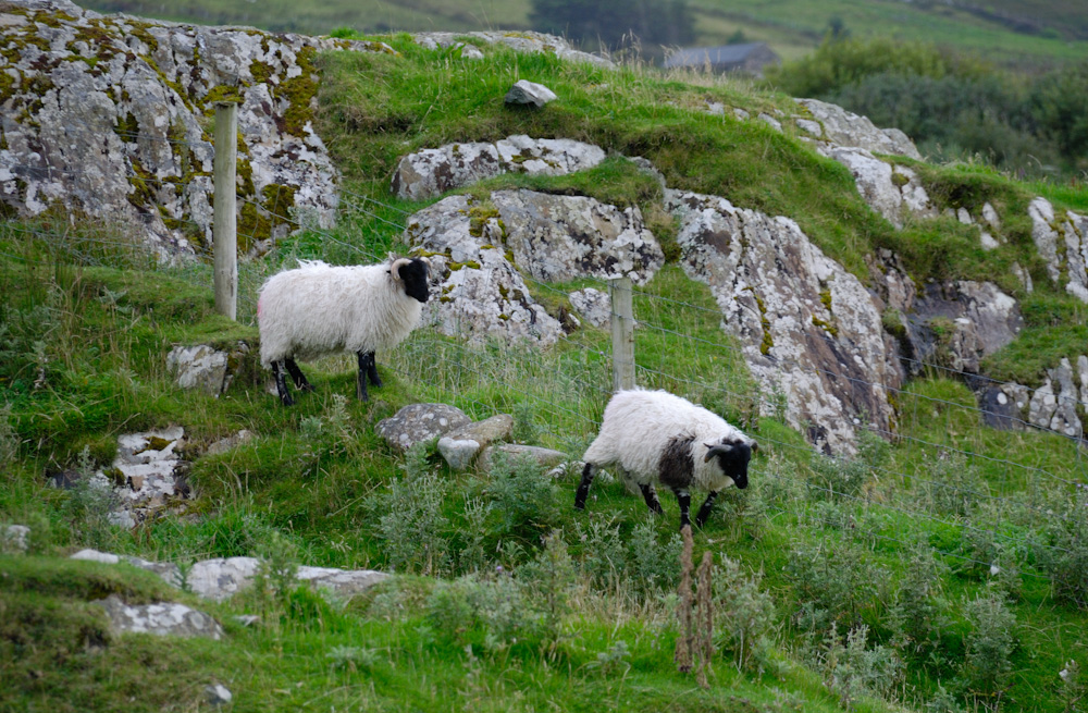 Connemara