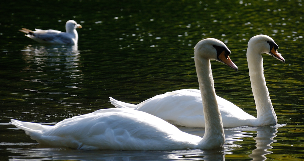 Schwäne im Teich am St. Stephens Green