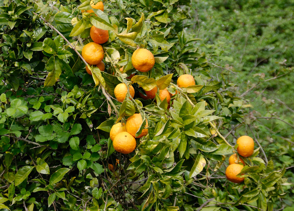 Im Naturpark, Orangenbaum