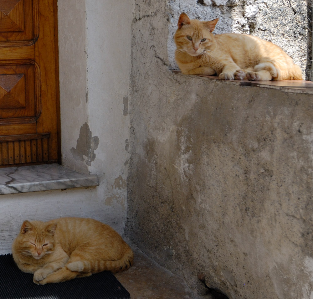 Morano Calabro, Katzen-Siesta !