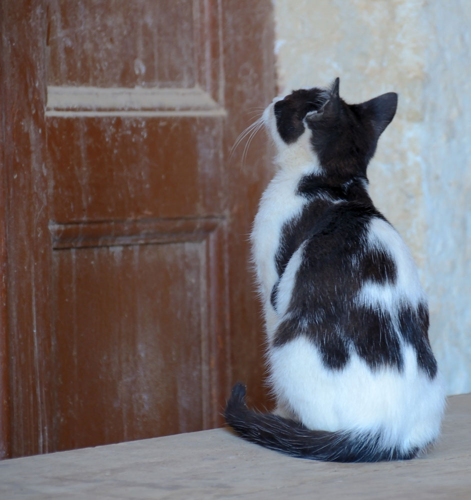nur die vielen Katzen im Kloster müssen täglich ihren Kampf ums Futter austragen, oder man wartet geduldig auf tierliebe Touristen...