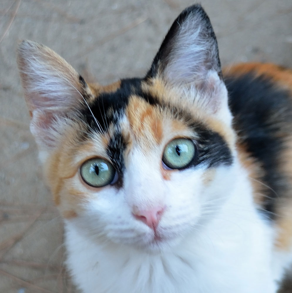 Ein bayrisches Ehepaar mit dem Bully auf dem Weg in die Türkei und wir sind die einzigen Touring-Gäste am Platz, die Saison ist hier schon vorbei. So werden wir als einzige Gäste von den geschätzten 20 Katzen regelrecht belagert.