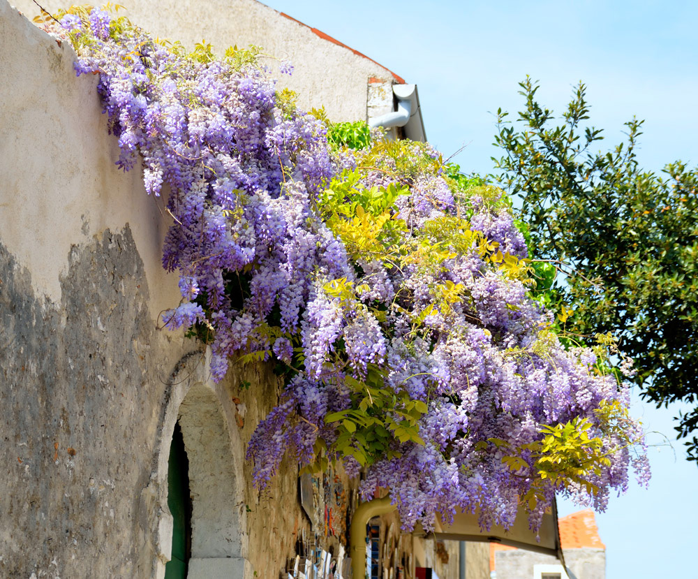 Zauberhafte Altstadt von Rovinj im Frühling