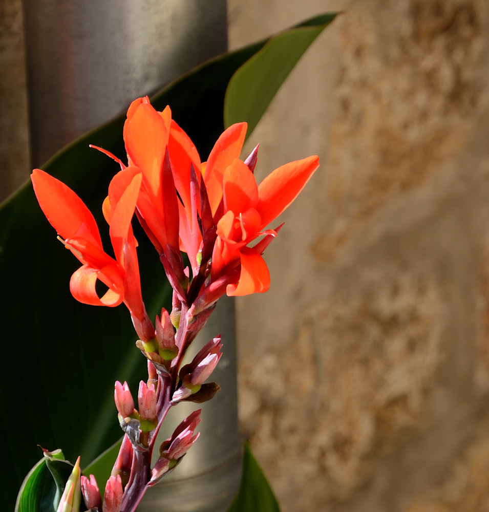 Rovinj, Stadt der Blumen...