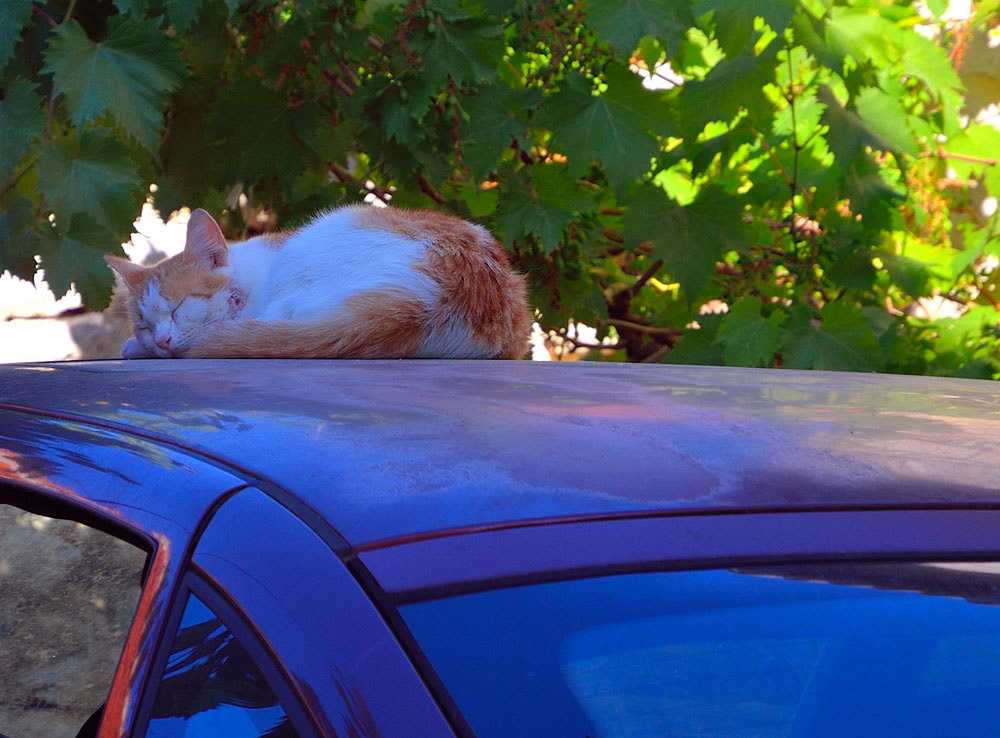 ...Trogir, ein Nickerchen im Schatten...