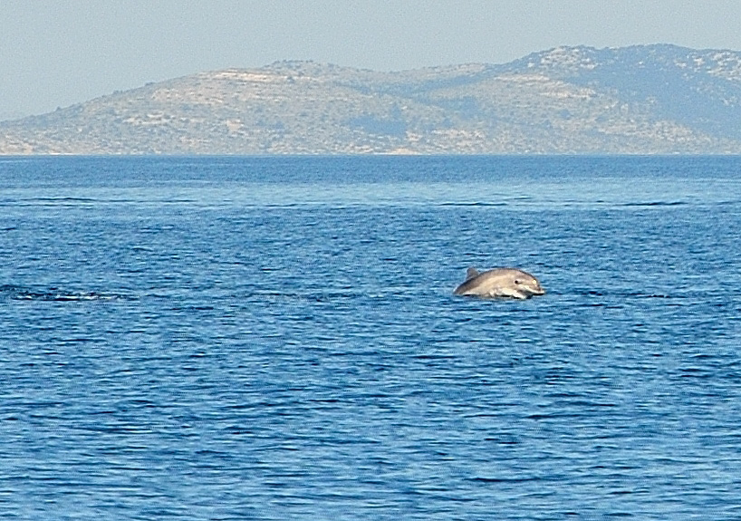 Mehrere Meeressäuger schwimmen auf uns zu, lassen sich aber nicht aus der Ruhe bringen...