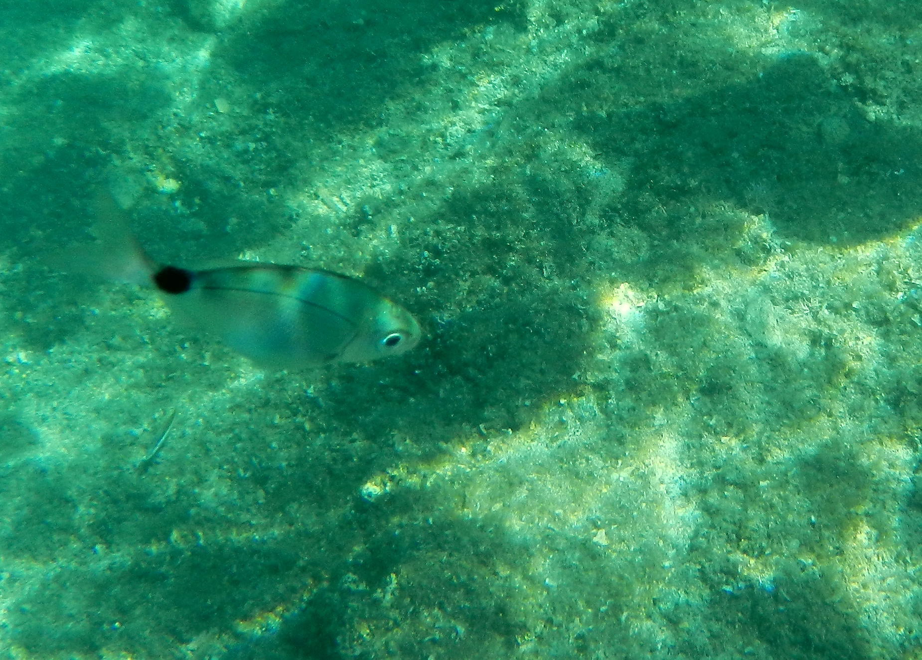 Unterwasserwelt in einer Bucht der Insel Plavnik...