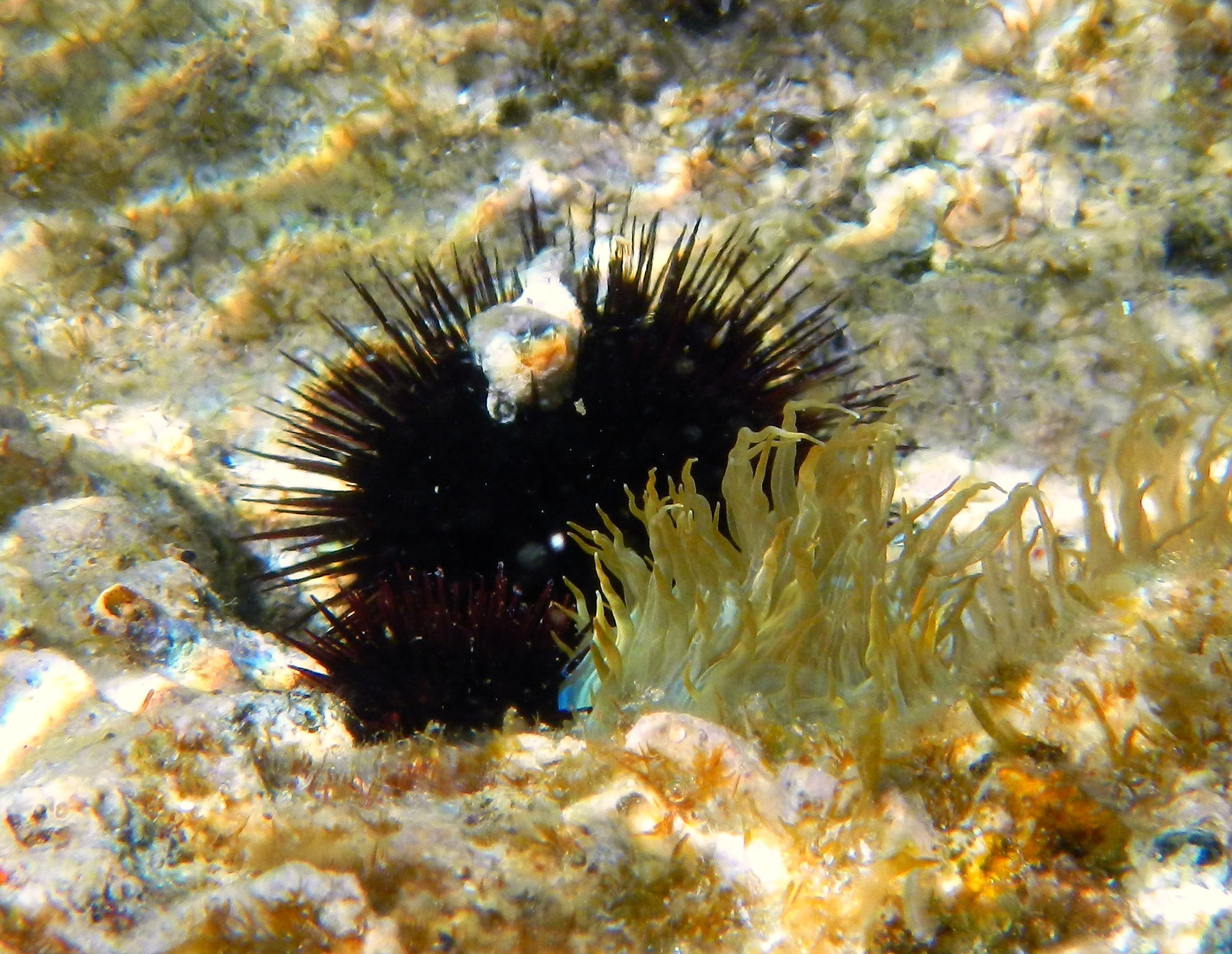 Unterwasserwelt in einer Bucht der Insel Plavnik...