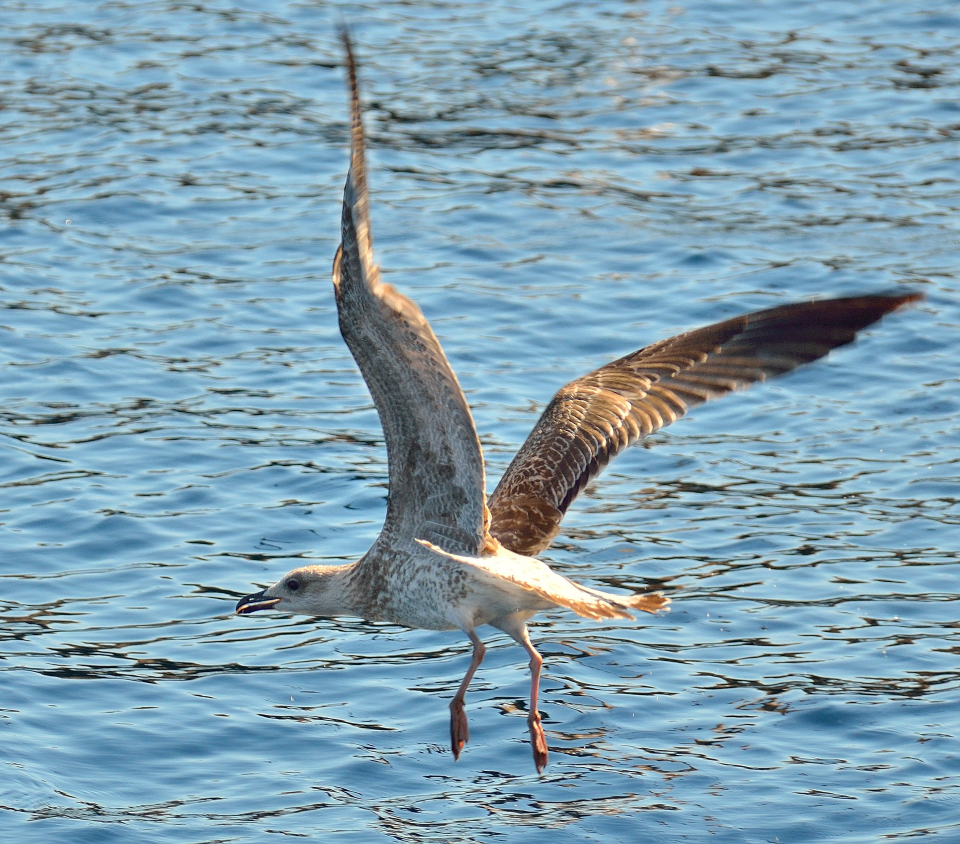 Möwe vor der Insel Kormati...