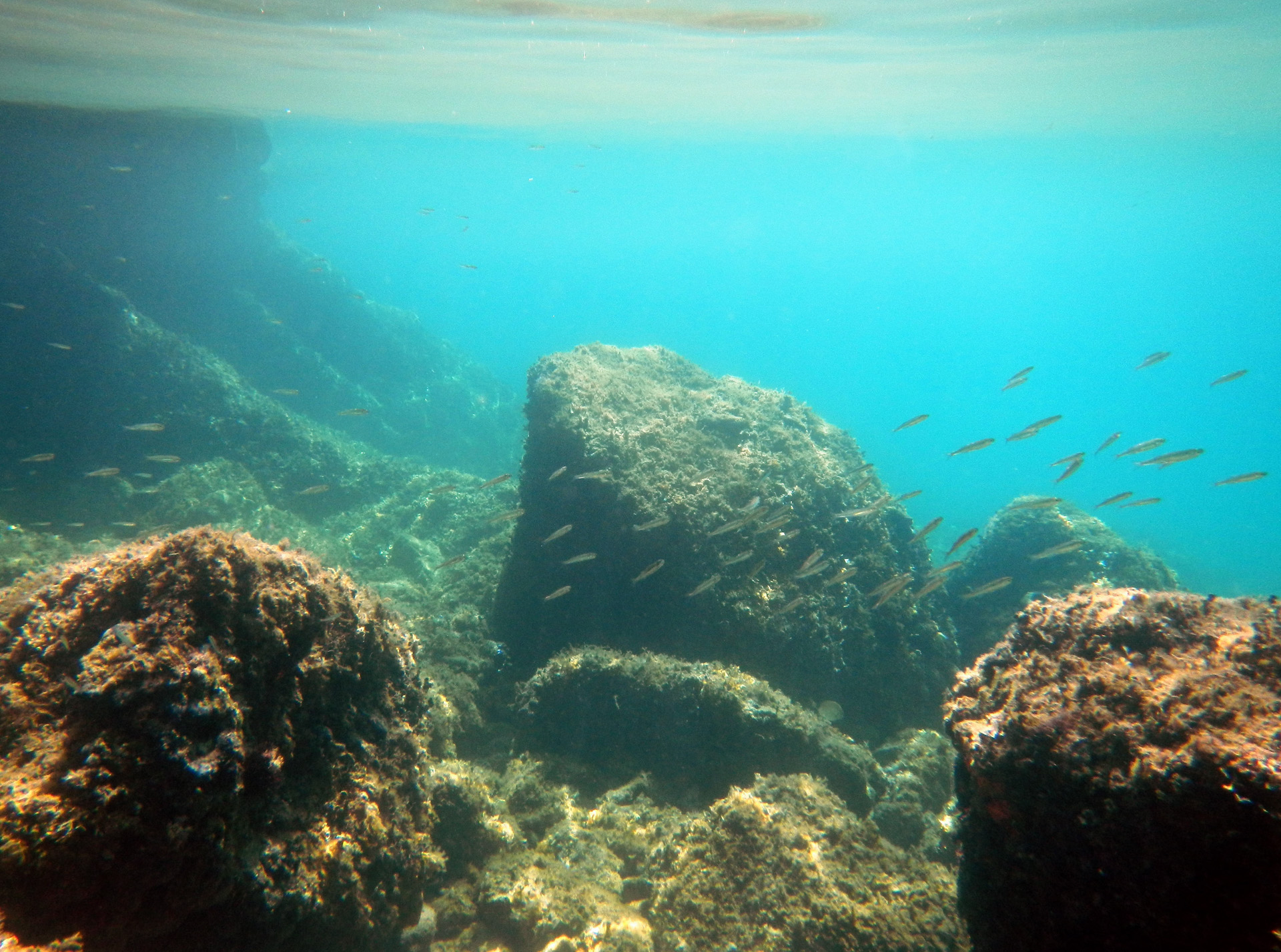 Viele Jungfische halten sich in dieser geschützten Bucht auf...