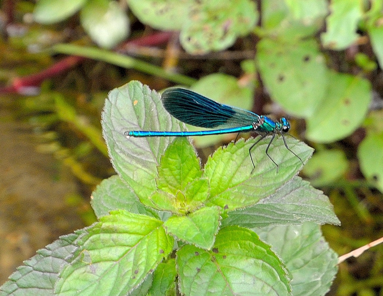 Nationalpark Krka, immer wieder gelingen mir ein paar tolle Aufnahmen...