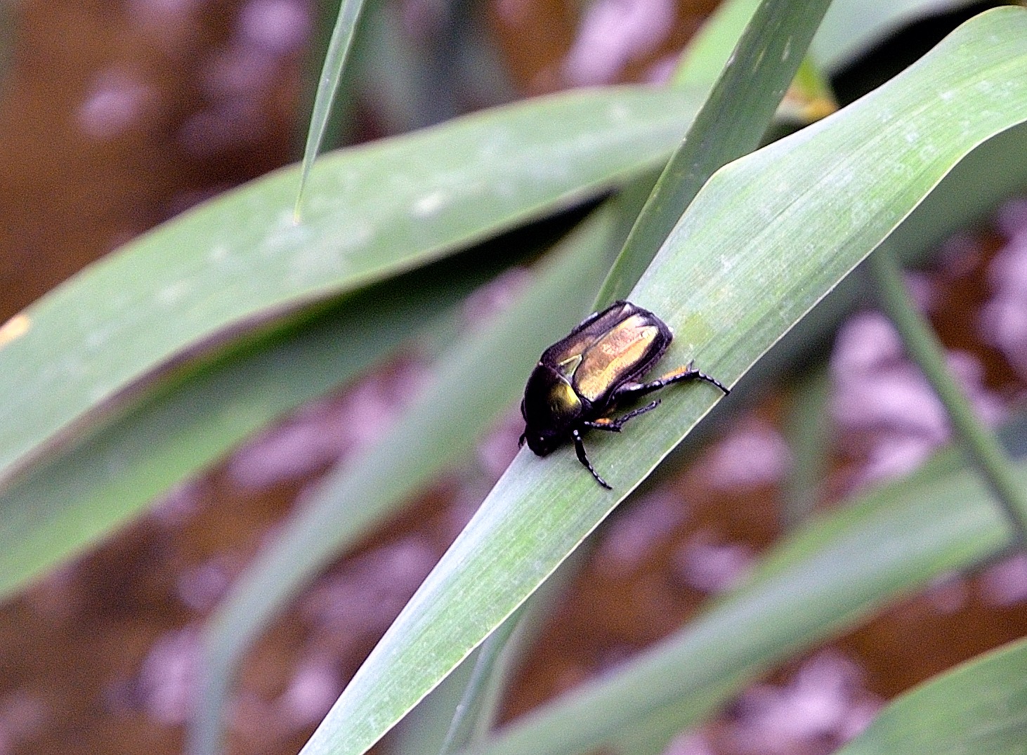 Nationalpark Krka, in der Luft, auf dem Boden, zu Wasser und an den Pflanzen schwirren, fliegen, kriechen, hüpfen, klettern, schwimmen und leben überall die originellsten Exemplare und die abschließende Bestandsaufnahme der Biologen ist noch lange nicht in Aussicht. 