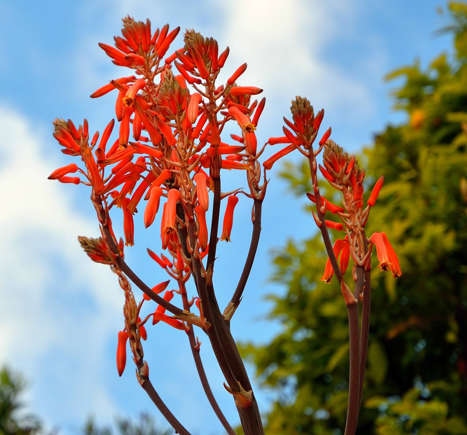 ...Frühling in Hvar...