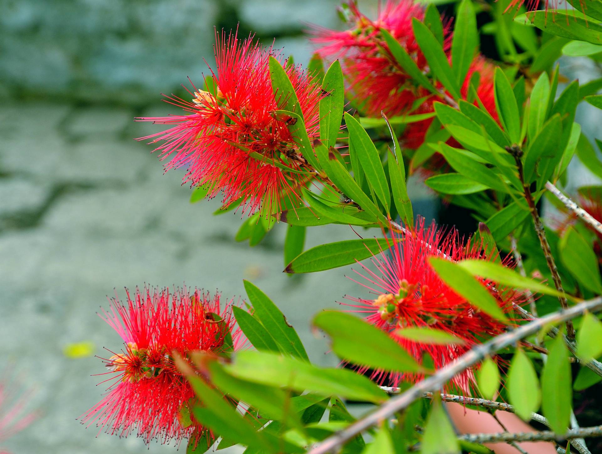 ...Hvar, Festung Španjola...