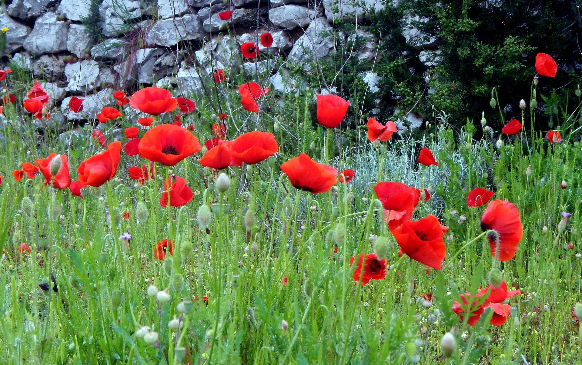 ...blühenden Wiesen...