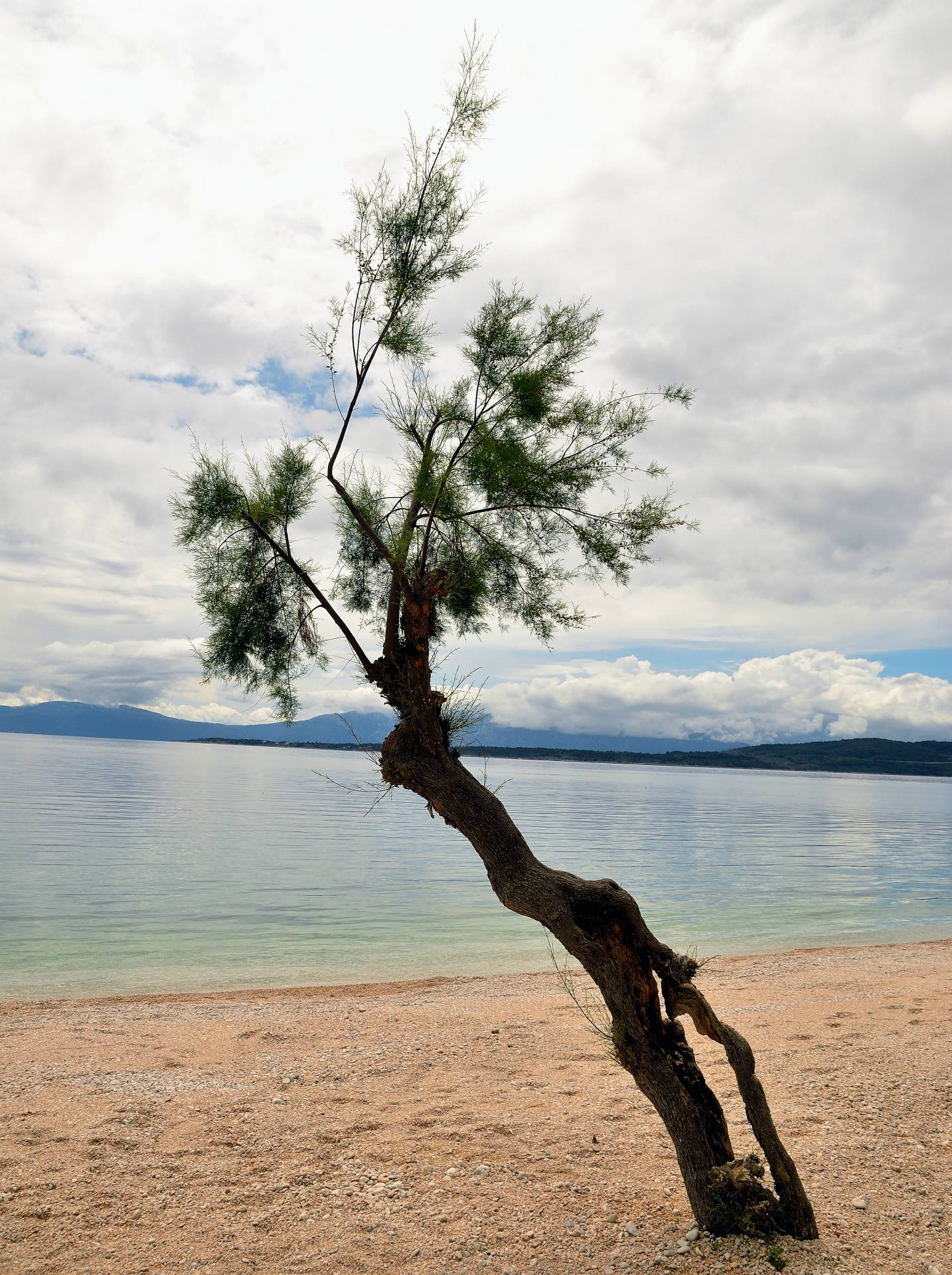 ...Tamariske am Strand von Zivogosce...