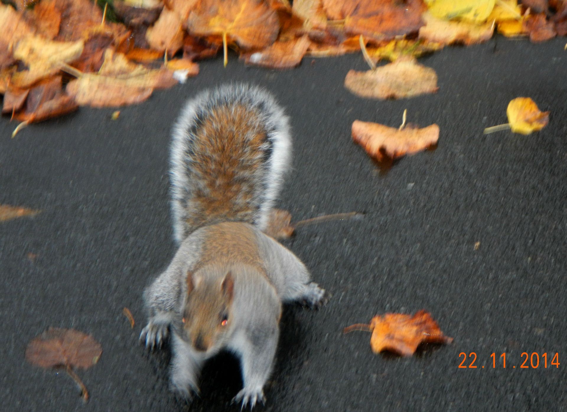 ...Die vielen Squirrel im Friedhof fressen einem aus der Hand...