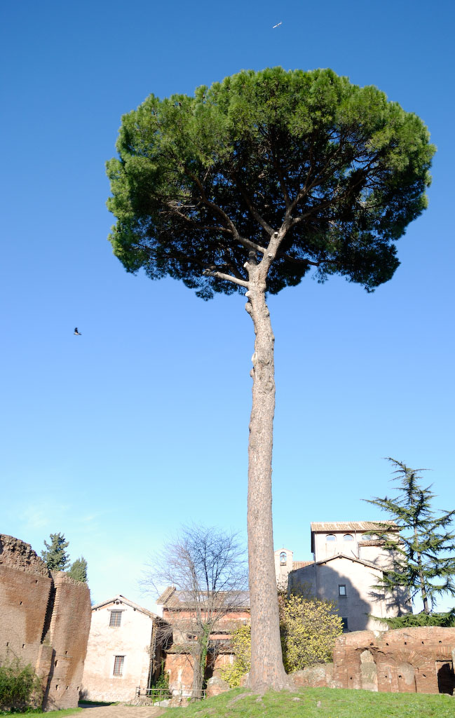 Palatin, Pinie beim Eingang bei der Via San Gregorio.