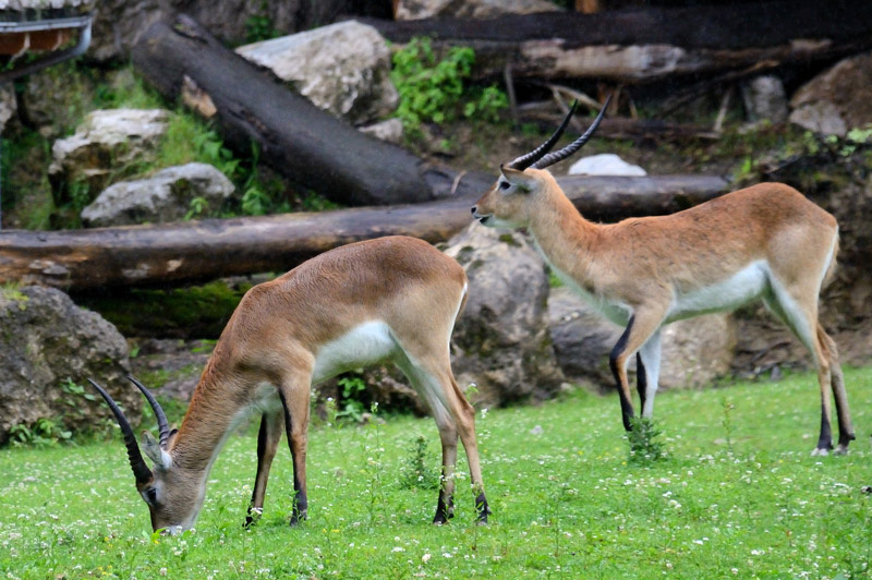 Tierpark Hellbrunn Salzburg