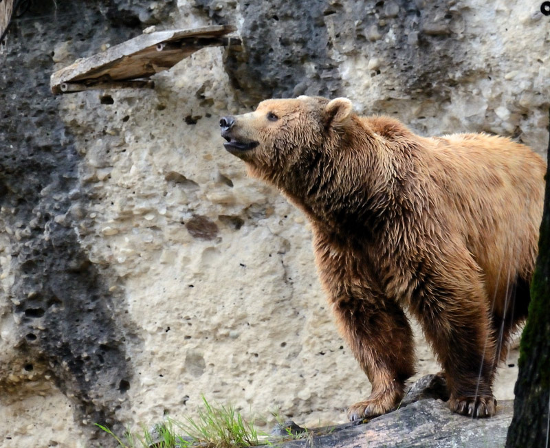 Tierpark Hellbrunn Salzburg, nasser Petzibär :-)